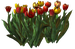 Цветы в PNG
